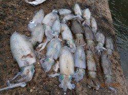 養老　エギングでアオリイカ好釣果！7時から11時までの釣行