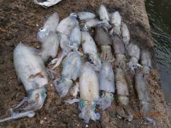 養老　エギングでアオリイカ好釣果！7時から…