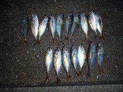 パターンを掴むと連チャン！ 舞洲のアジング