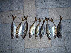 舞洲でアジング、ポツポツ釣れました