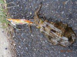 島陰　養老方面からの移動でアオリイカ14ハイ