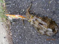 島陰　養老方面からの移動でアオリイカ14ハ…