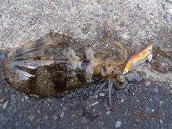 島陰　養老方面からの移動でアオリイカ14ハイ