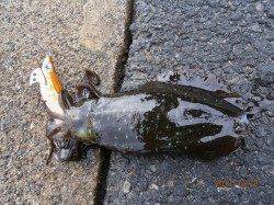 長江でエギング　潮位低くく低活性でした・・・