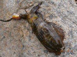 長江でエギング　潮位低くく低活性でした・・・