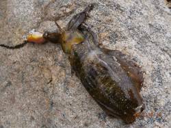 長江でエギング　潮位低くく低活性でした・・…