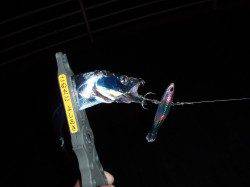 舞洲へ太刀魚＆アジ狙い、キビレにタチウオGET！