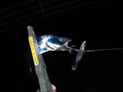 舞洲へ太刀魚＆アジ狙い、キビレにタチウオG…