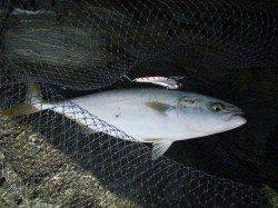 ボトム付近でハマチＨＩＴ！ アオリもゲット