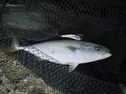 ボトム付近でハマチＨＩＴ！ アオリもゲット…