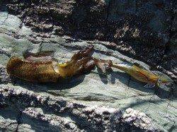 ボトム付近でハマチＨＩＴ！ アオリもゲット