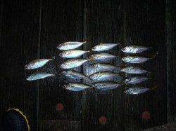 【雨の止み間に】舞洲アジング、タイミングがあって入れ食い！