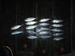 【雨の止み間に】舞洲アジング、タイミングが…