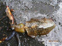 【大雨ですが…】養老でエギング、なんとか3杯