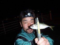 舞洲でアジング、潮の動き出すタイミングで怒濤のラッシュ