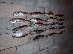 舞洲でアジング、潮の動き出すタイミングで怒濤のラッシュ