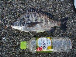 岸和田　フカセ釣りでキビレ＆チヌ★