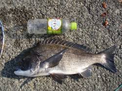 岸和田　フカセ釣りでキビレ＆チヌ★