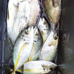 渡船を利用して磯へ、フカセでヘダイにシマアジ他