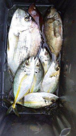 渡船を利用して磯へ、フカセでヘダイにシマアジ他