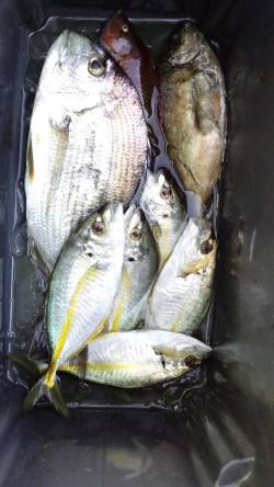 渡船を利用して磯へ、フカセでヘダイにシマア…