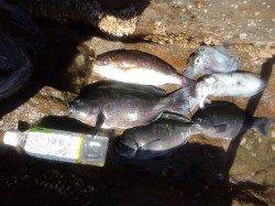 御坊カツオ島へ、フカセとヤエンとエギングの釣果