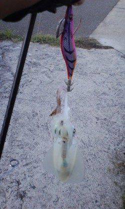 堺・一本松漁港　爆風を受けながらのエギングも、変化を付けたシャクリでアオリ