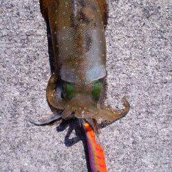 堺・一本松漁港　爆風を受けながらのエギングも、変化を付けたシャクリでアオリ