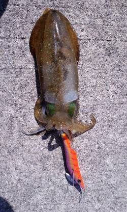 堺・一本松漁港　爆風を受けながらのエギング…