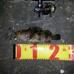 SLK釣法でガシラ連続HIT♪ in舞洲