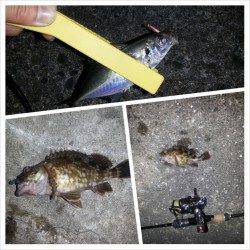 SLK釣法でガシラ連続HIT♪ in舞洲