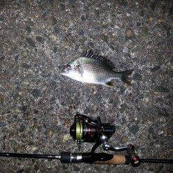 舞洲チニング(SLK)とアジングでキビレ・ガシラ・アジ