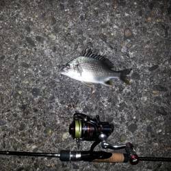 舞洲チニング(SLK)とアジングでキビレ・…