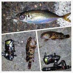 舞洲チニング(SLK)とアジングでキビレ・ガシラ・アジ