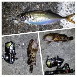 舞洲チニング(SLK)とアジングでキビレ・ガシラ・アジ