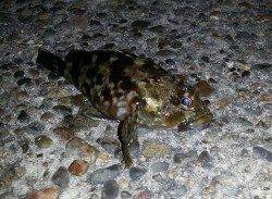 舞洲　アジング後ガシリングでアジ＆ガシラ　潮が効くと高活性