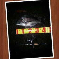 舞洲でチニング、SLKでマチヌ42㎝を仕留めました！