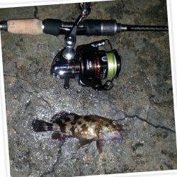 舞洲でチニング、SLKでマチヌ42㎝を仕留めました！