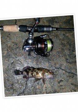 舞洲でチニング、SLKでマチヌ42㎝を仕留めました！