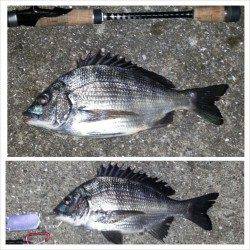 舞洲でチニング、ガシラがイレグイ、マチヌ・キビレの釣果も