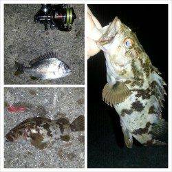 舞洲でのチニング、本日はチビレとガシラのみでした