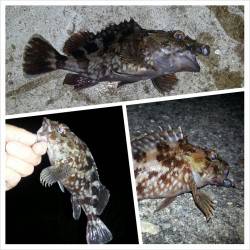 舞洲でガシリング&アジング