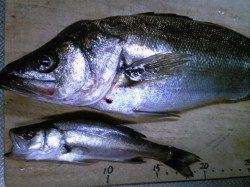 飾磨～広畑でのウキ釣り釣果