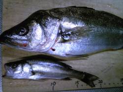 飾磨～広畑でのウキ釣り釣果