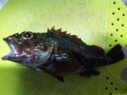 山田渡船で沖の一文字に、サビキ釣りの釣果