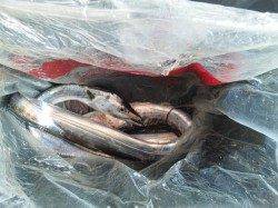 泉大津川尻の高台で早朝の４時からのタチウオ釣り釣果