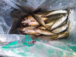 春木ベランダ、飛ばしサビキでアジの釣果