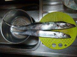 泉大津川尻の高台で早朝の４時からのタチウオ釣り釣果