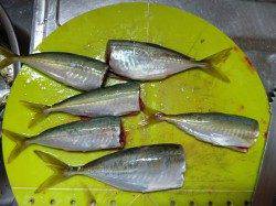 春木ベランダ、飛ばしサビキでアジの釣果