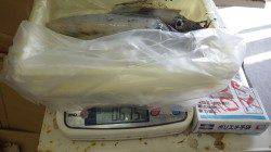 堺漁港　エギングでアオリイカ2ハイの釣果